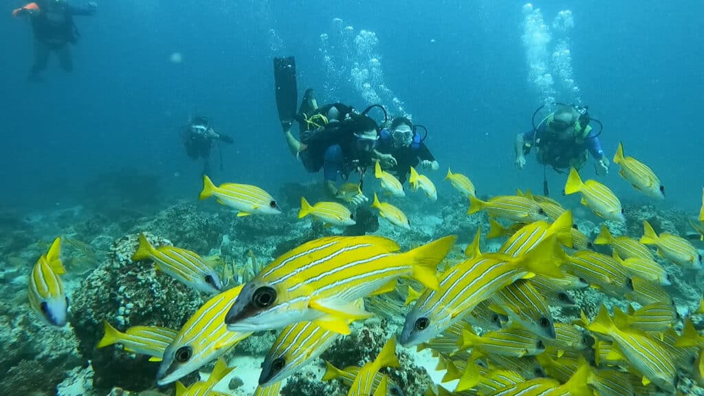 swim camp maldives חופשת שחייה במלדיבים (4)