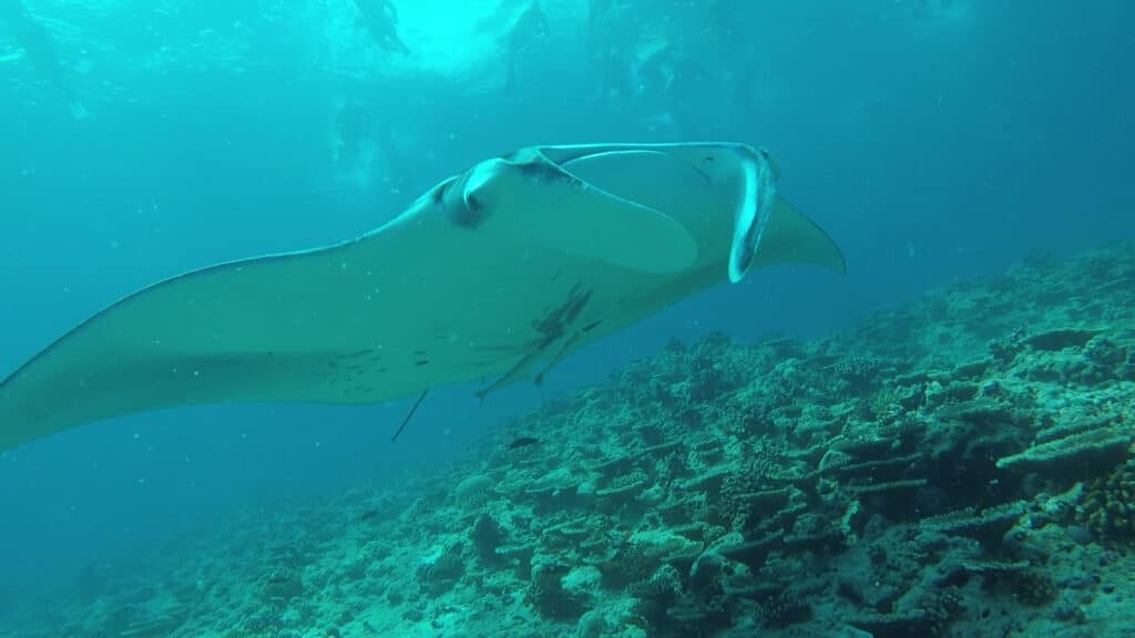 חופשת שחייה במלדיבים holiday swim camp maldives (51)