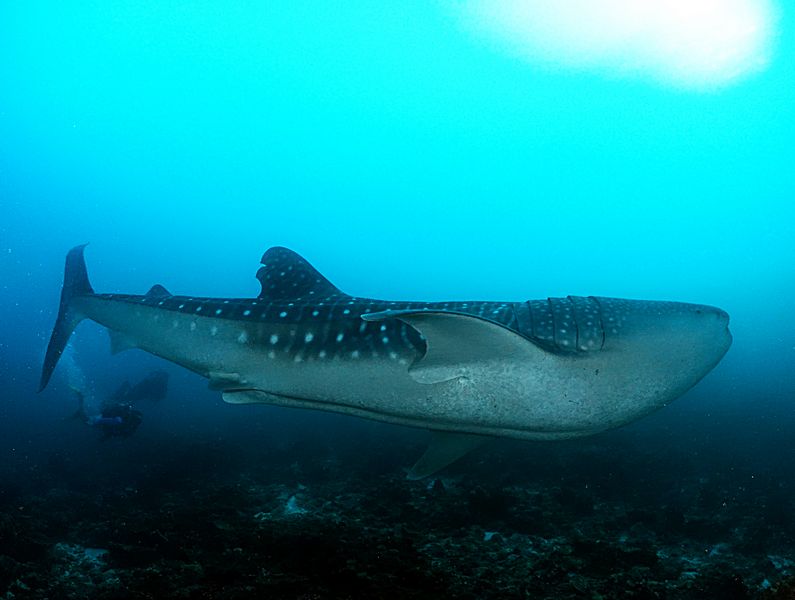 חופשת שחייה במלדיבים holiday swim camp maldives (6)