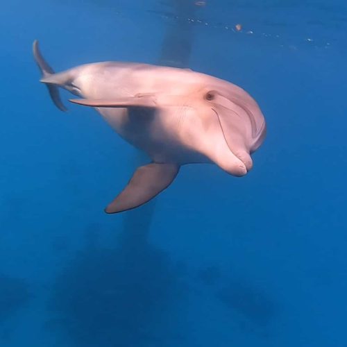 דולפין בחופשת שחייה באילת (1)