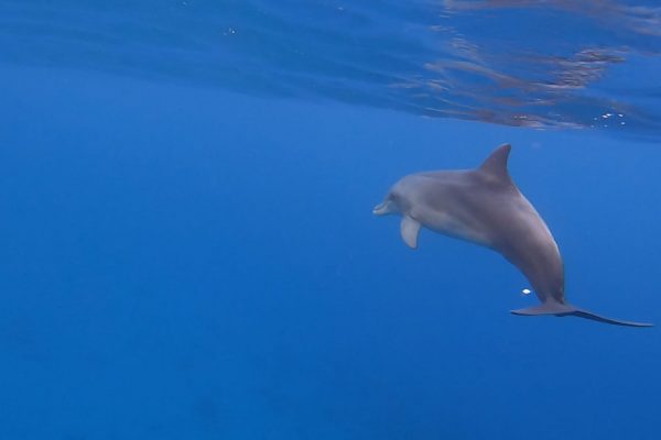 דולפין בחופשת שחייה באילת (2)